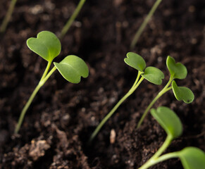 Small green sprouts of seedlings in the ground