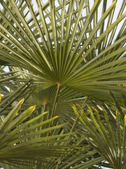 Palm leaves - 499966209