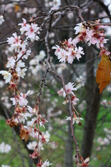 nature cerisier fleur 