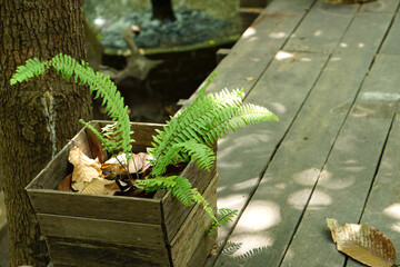 Ornamental plants in landscaping in coffee shops   