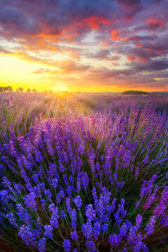 Berautiful summer sunset over lavender field