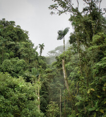 Jungle in Costa Rica