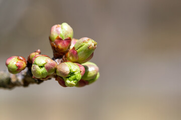 Fresh buds on a cherry tree in spring.