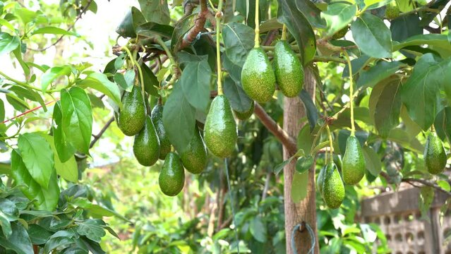 Bunch of fresh avocados on an avocado tree branch in sunny garden.