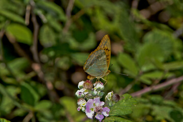 Mariposa posada en flores en el nacimiento de Río Mundo