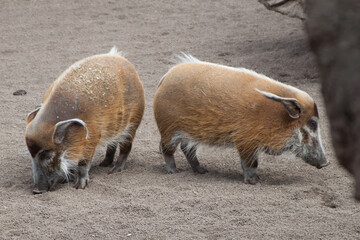 Bebés de facóquero en el Bioparc