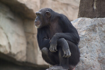 Chimpancé pensativo en el Bioparc de Valencia