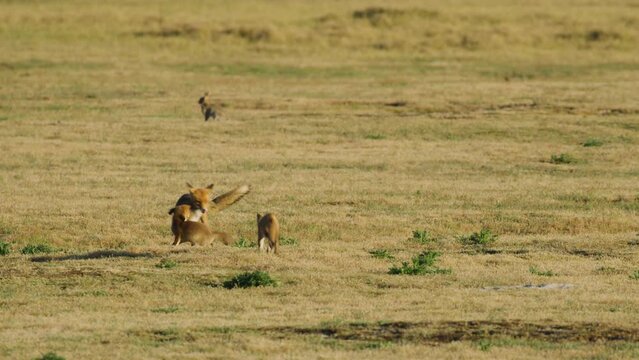 Lively fox pups playing with uninterested vixen in sunset grassland glow