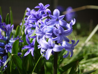 Blau bl&uuml;hende Hyazinthe 