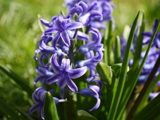 Blau bl&uuml;hende Hyazinthe 