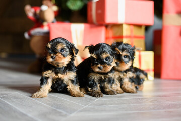 little beautiful puppies with legs apart, sit on the floor, behind them are gift wrapping