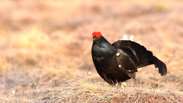 Bird Black Grouse, Tetrao tetrix, in marshland, Finland. Spring mating season in the nature. Wildlife scene from north Europe. Black bird with red crest, flight, lek. Bird behaviour, Europe.
