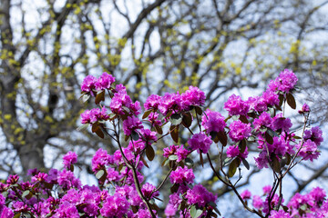 duży krzew fioletowo różowego rododendrona w parku - obrazy, fototapety, plakaty