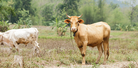 A brown Thai cow is standing in a row of trees on a grassy ground in an agricultural area of the Thai countryside.