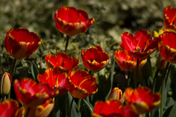 red and yellow tulips