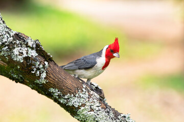 A Red Crested Cardinal in Maui