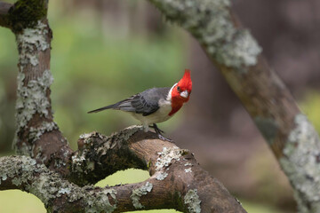 A Red Crested Cardinal in Maui