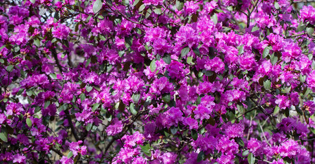 large shrub of purple-pink rhododendron in the park
