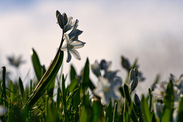 Common star hyacinth are early bloomers that herald spring. bloom at Easter time.