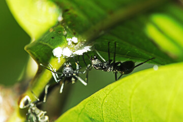 a black ant on green leaf