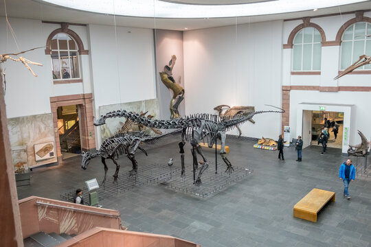 dinosaur skeletons in Frankfurt's Senckenberg Museum