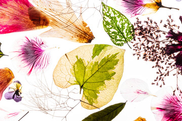 dry flowes on the white background