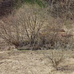 Bare bushes in a ravine on a spring day. European natural landscape