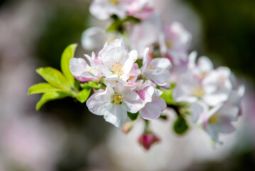 appletree blossom branch in the garden in spring
