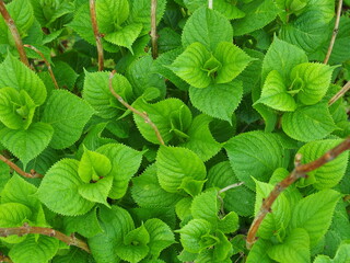 春の紫陽花の若葉