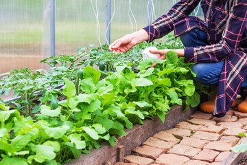 women's hands tie up tomato seedlings in a greenhouse with a rope