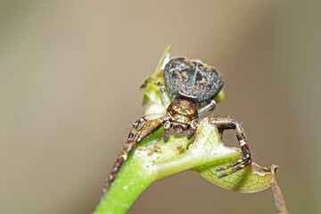 a mimic crab spider on a branch