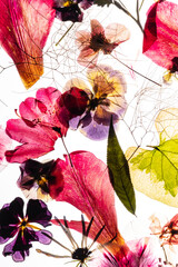 dry flowes on the white background