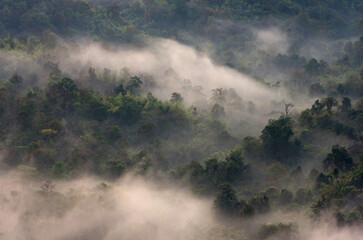 Aerial view Rain forest and morning fog, Pang Puai, Mae Moh, Lampang, Thailand. - obrazy, fototapety, plakaty