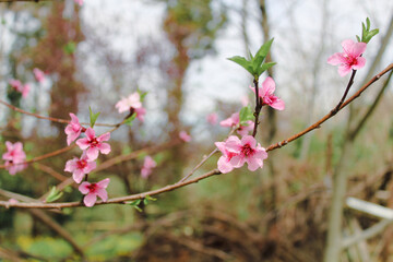 pink cherry blossom
