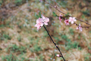 pink flowers in the garden