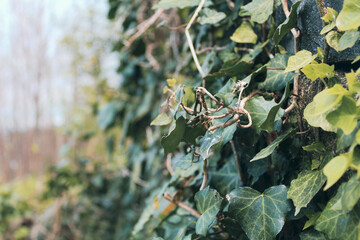 Green leaves on the wall