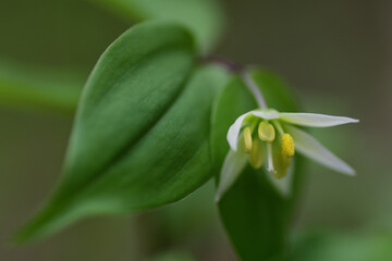 Fototapeta premium 春の草花 チゴユリの白い花（埼玉県/4月）
