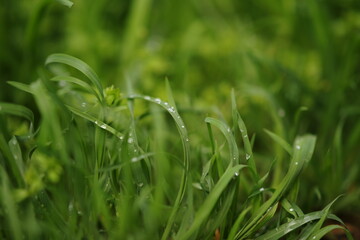 Natural floral background with green grass in rain drops