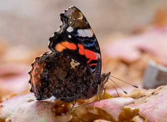 Der Admiral (Vanessa atalanta, Syn.: Pyrameis atalanta)