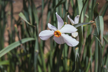 Fototapeta premium Spring flowering of the poetic Narcissus (Narcissus poeticus L.) on a sunny day. White daffodils with a yellow-red crown, blooming on a background of green grass. Selective focus.