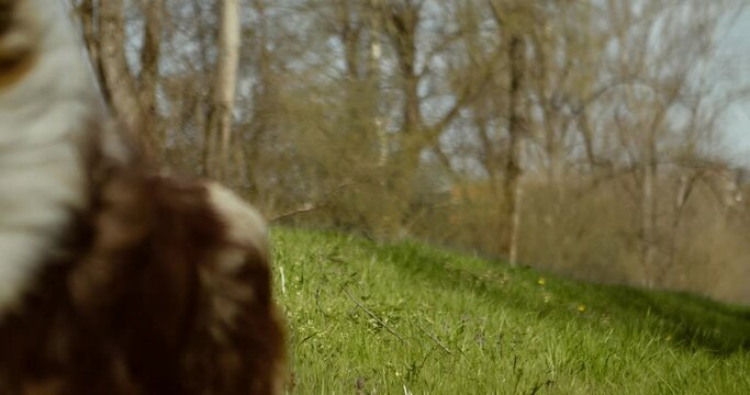 Australian shepherd running towards camera on green grass, healthy happy vital dog outside