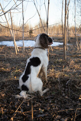 springer spaniel dog sits, in the forest, in spring, on dry grass, sunset