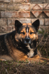 Sad stray dog on the street, abandoned by owners hungry animals concept background photo