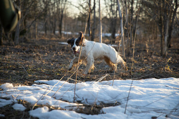 dog springer spaniel runs to the hunter, in the forest, in spring, on dry grass