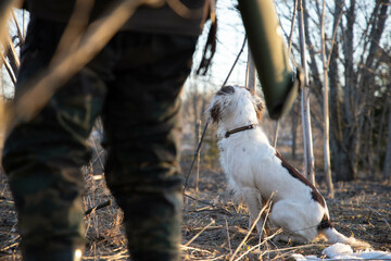 springer spaniel dog sits, in the forest, in spring, on dry grass, waiting for command