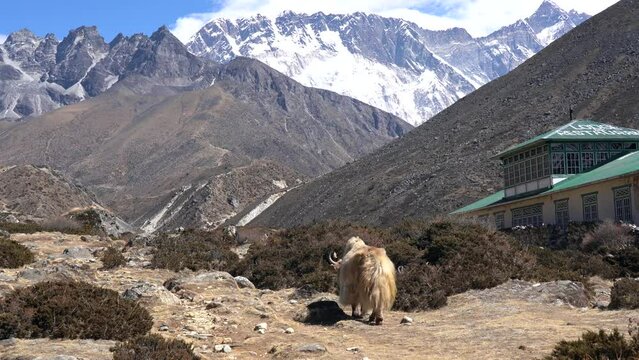 A yak grazing in a rocky pasture with the Himalaya Mountains in the Background.