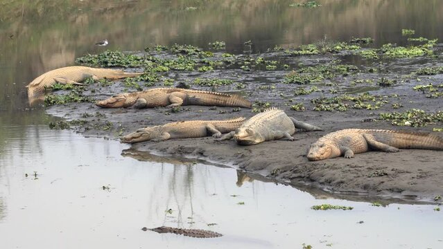 Some muggar and gharial crocodiles lying on the bank of a river in the Chitwan National Park in Nepal.