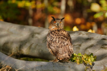 portrait of a eagle owl in the nature. Bubo bubo. Beautiful eagle owl sitting on the branch. Wildlife scene from nature.