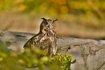 portrait of a eagle owl in the nature. Bubo bubo. Beautiful eagle owl sitting on the branch. Wildlife scene from nature.