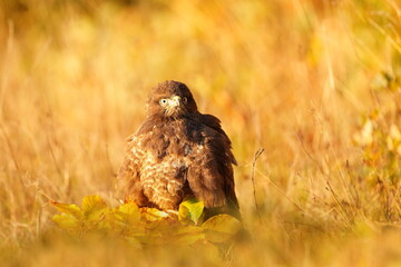 the common buzzaerd sitting on the meadow. Buteo buteo. Wildlife scene from european nature. Portrait of a beautiful bird of prey.